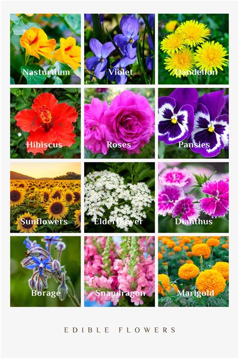 list of edible flowers in the philippines|Make the dishes blossom with these five edible flowers.